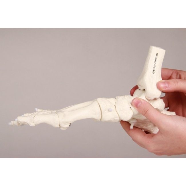 Erler Zimmer Flexibel model van de voet