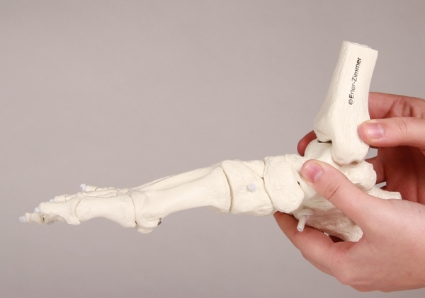 Erler Zimmer Flexibel model van de voet, foto 3 van 4