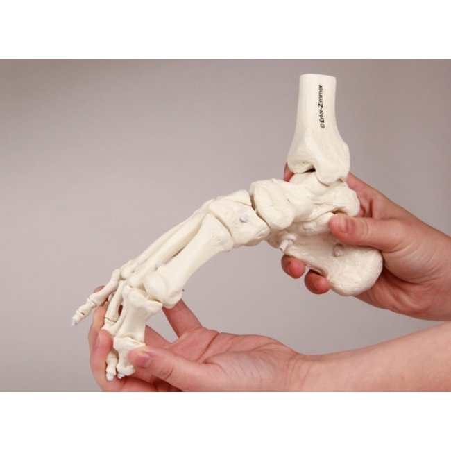 Erler Zimmer Flexibel model van de voet