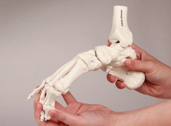 Erler Zimmer Flexibel model van de voet, foto 4 van 4