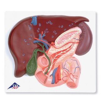 3B Scientific Anatomisch model van de Lever, Aalvleesklier en Twaalfvingerige darm