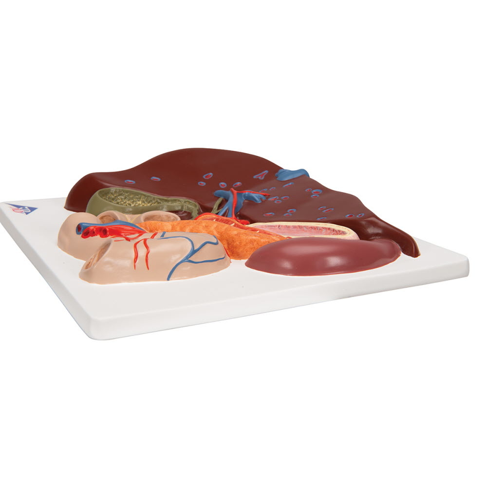 3B Scientific Anatomisch model van de Lever, Aalvleesklier en Twaalfvingerige darm, foto 2 van 4