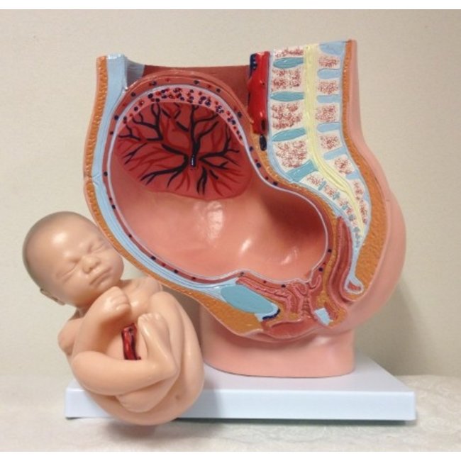 Anatomisch model van de baarmoeder met foetus 40 weken
