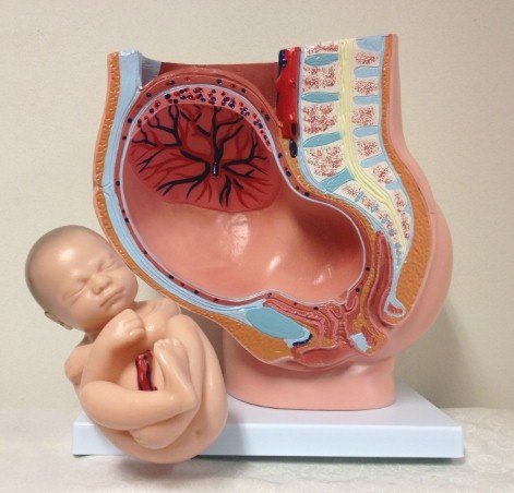 Anatomisch model van de baarmoeder met foetus 40 weken, foto 4 van 6