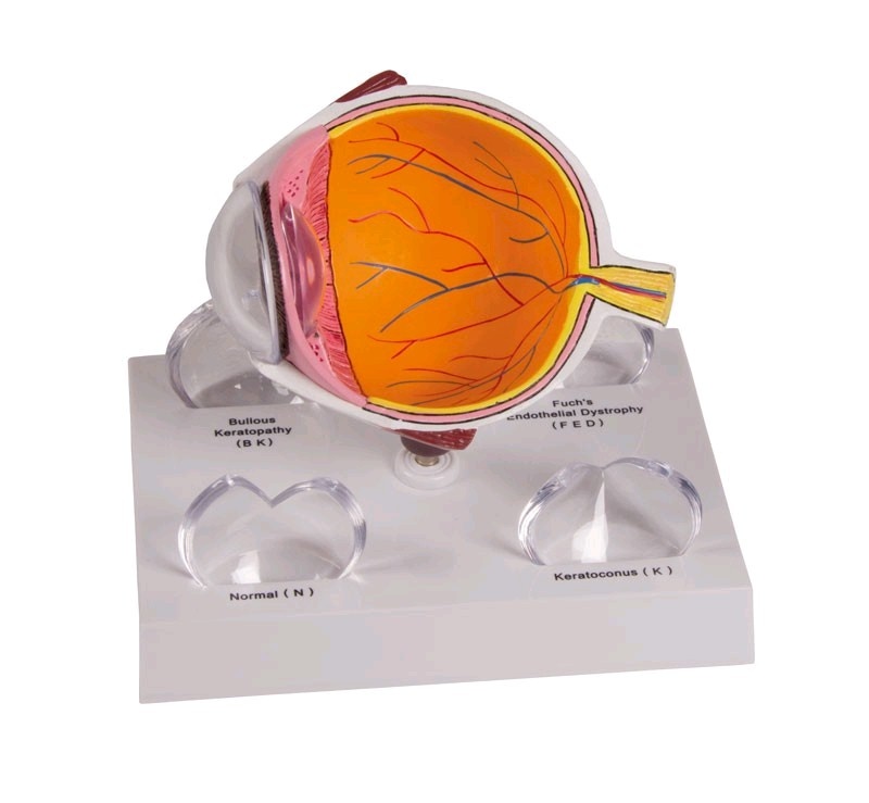 3B Scientific Dwarsdoorsnede van het oog met verwisselbaar hoornvlies - 3B Scientific, foto 2 van 4