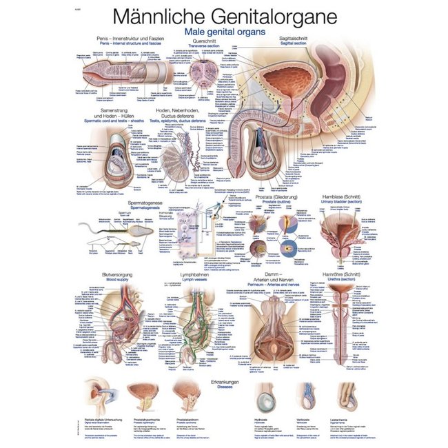 Erler Zimmer Anatomsiche poster Mannelijk geslachtsorgaan - Engels/Duits