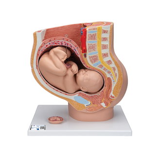 Anatomisch model van de baarmoeder met foetus 40 weken, 3 delig
