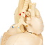 3B Scientific Gesegmenteerd model van de Longen