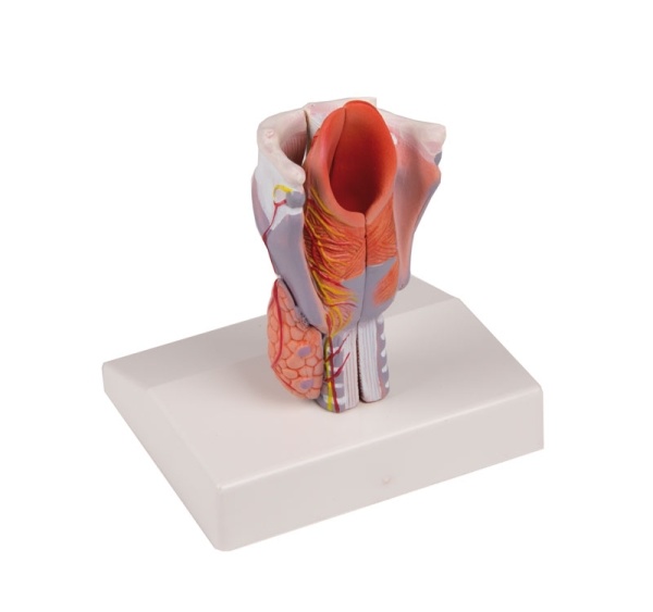 Erler Zimmer Anatomisch model van de Larynx, ware grootte - Erler Zimmer, foto 2 van 5