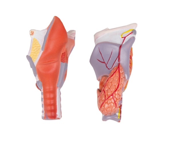 Erler Zimmer Anatomisch model van de Larynx, ware grootte - Erler Zimmer, foto 3 van 5