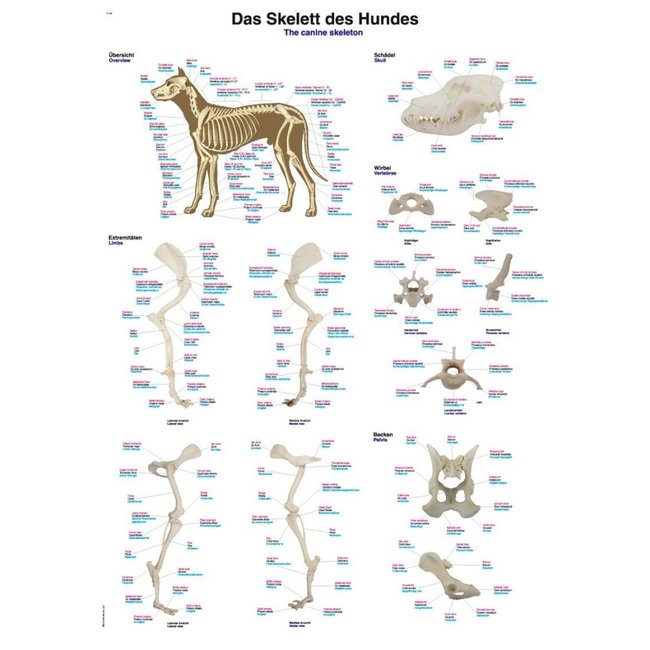 Erler Zimmer Anatomische poster van het hondenskelet