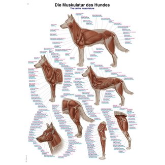Erler Zimmer Anatomische poster van het spierenstelsel van een Hond