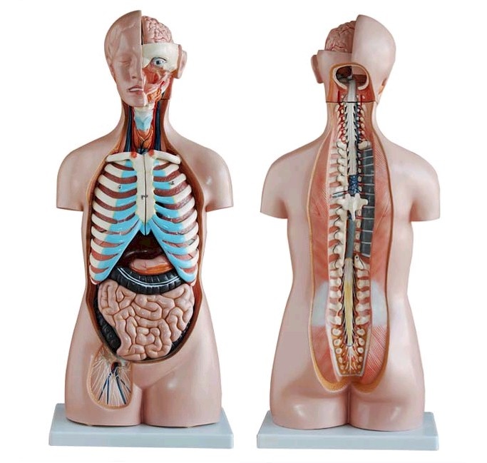 Anatomisch model - 26cm - Bovenlichaam - Menselijk lichaam - Educatief