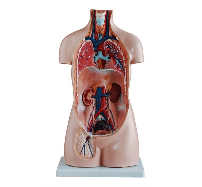 Geslachtsloze Torso van het menselijk lichaam 85cm - Budget model, foto 2 van 6