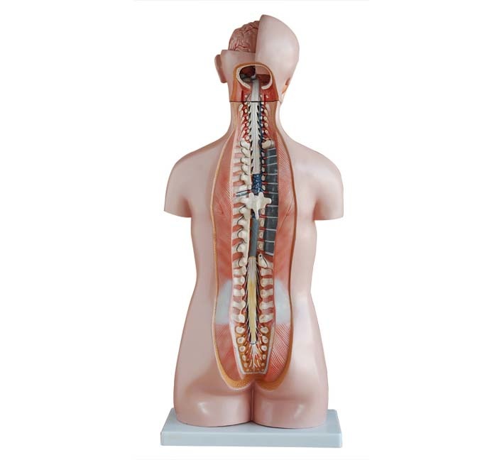 Geslachtsloze Torso van het menselijk lichaam 85cm - Budget model, foto 3 van 6