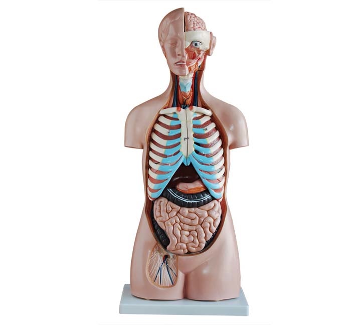 Geslachtsloze Torso van het menselijk lichaam 85cm - Budget model, foto 4 van 6