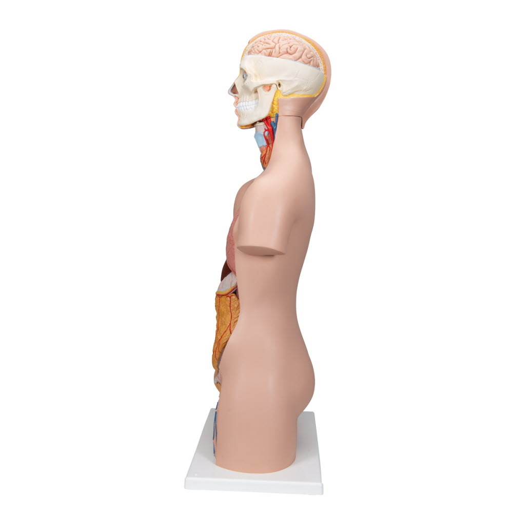 3B Scientific Torso Unisex classic met hoofd 12 delig 87cm - 3B Scientific, foto 3 van 6