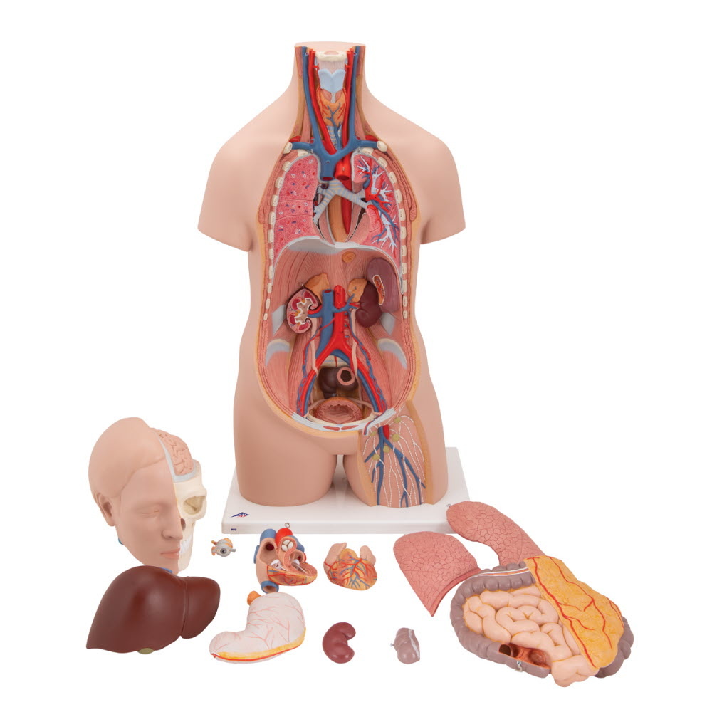 3B Scientific Torso Unisex classic met hoofd 12 delig 87cm - 3B Scientific, foto 2 van 6