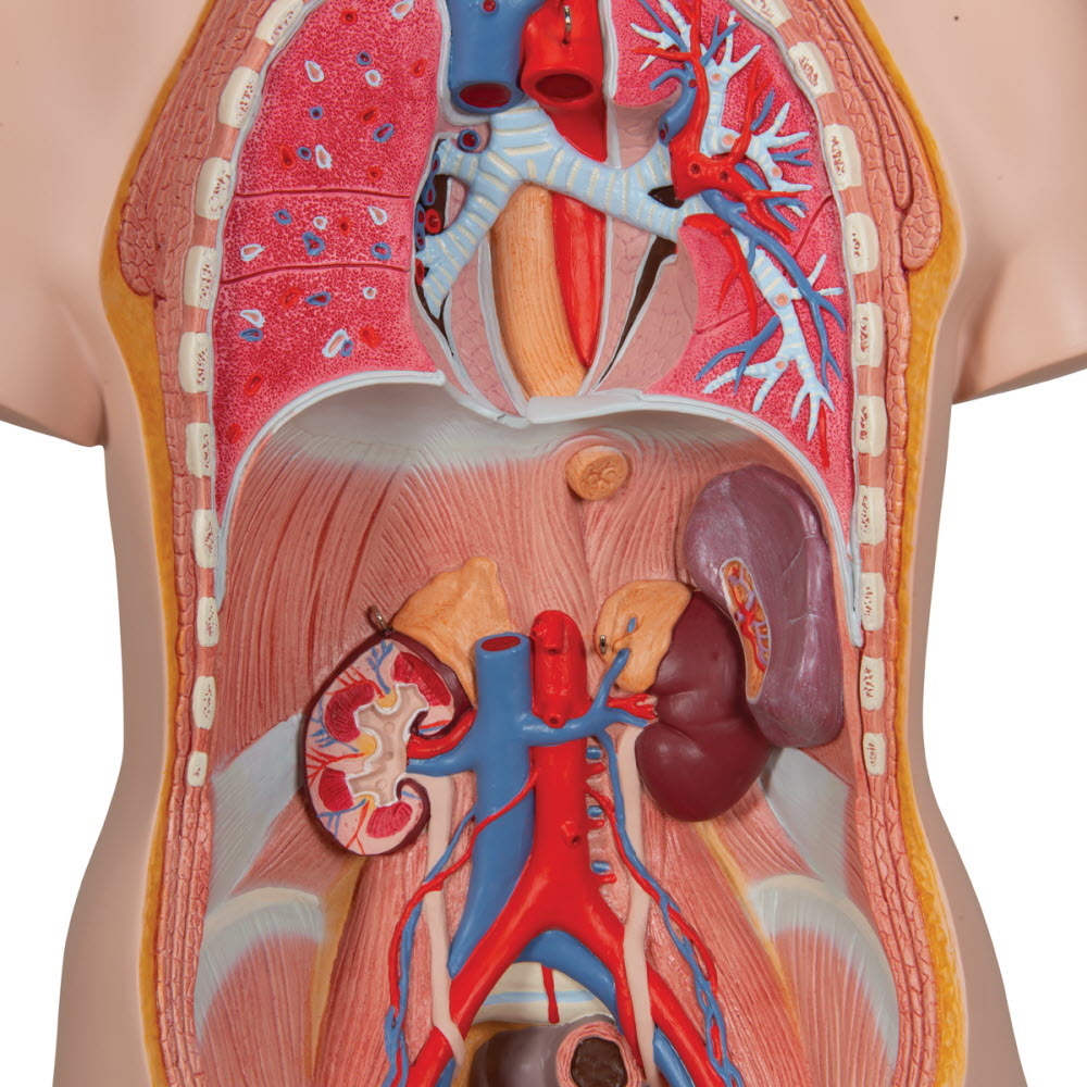 3B Scientific Torso Unisex classic met hoofd 12 delig 87cm - 3B Scientific, foto 4 van 6