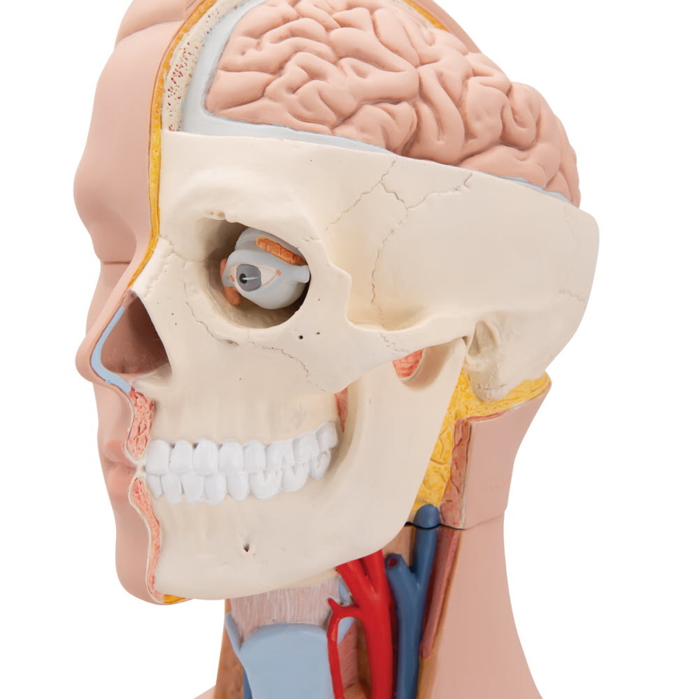 3B Scientific Torso Unisex classic met hoofd 12 delig 87cm - 3B Scientific, foto 5 van 6