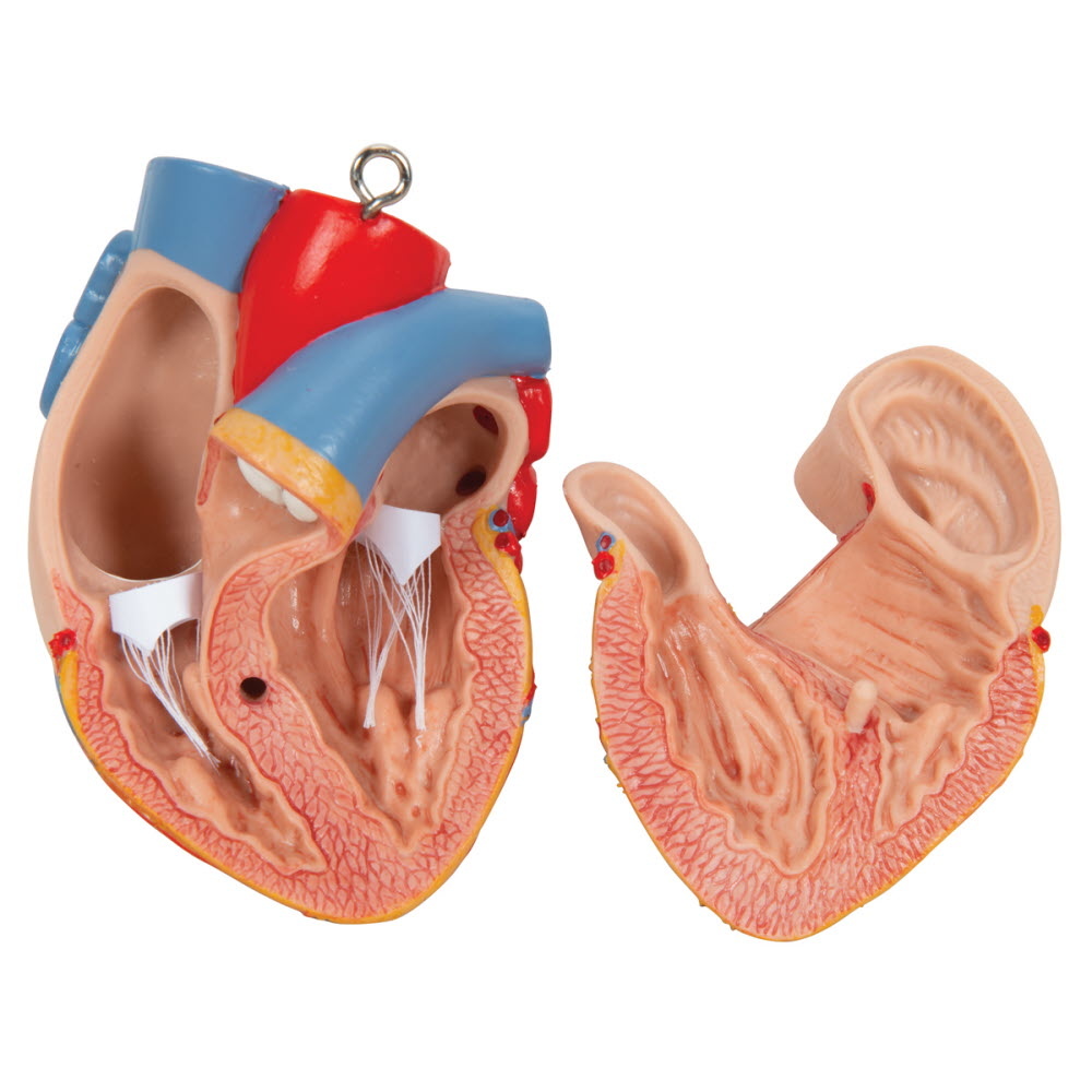 3B Scientific Torso Unisex classic met hoofd 12 delig 87cm - 3B Scientific, foto 6 van 6