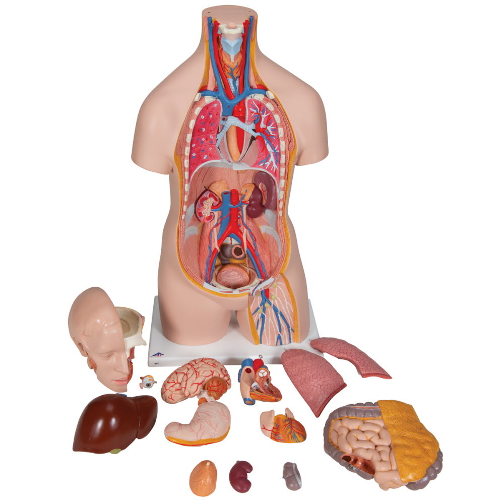 3B Scientific Torso Unisex deLuxe met hoofd 14 delig 87cm - 3B Scientific, foto 2 van 6