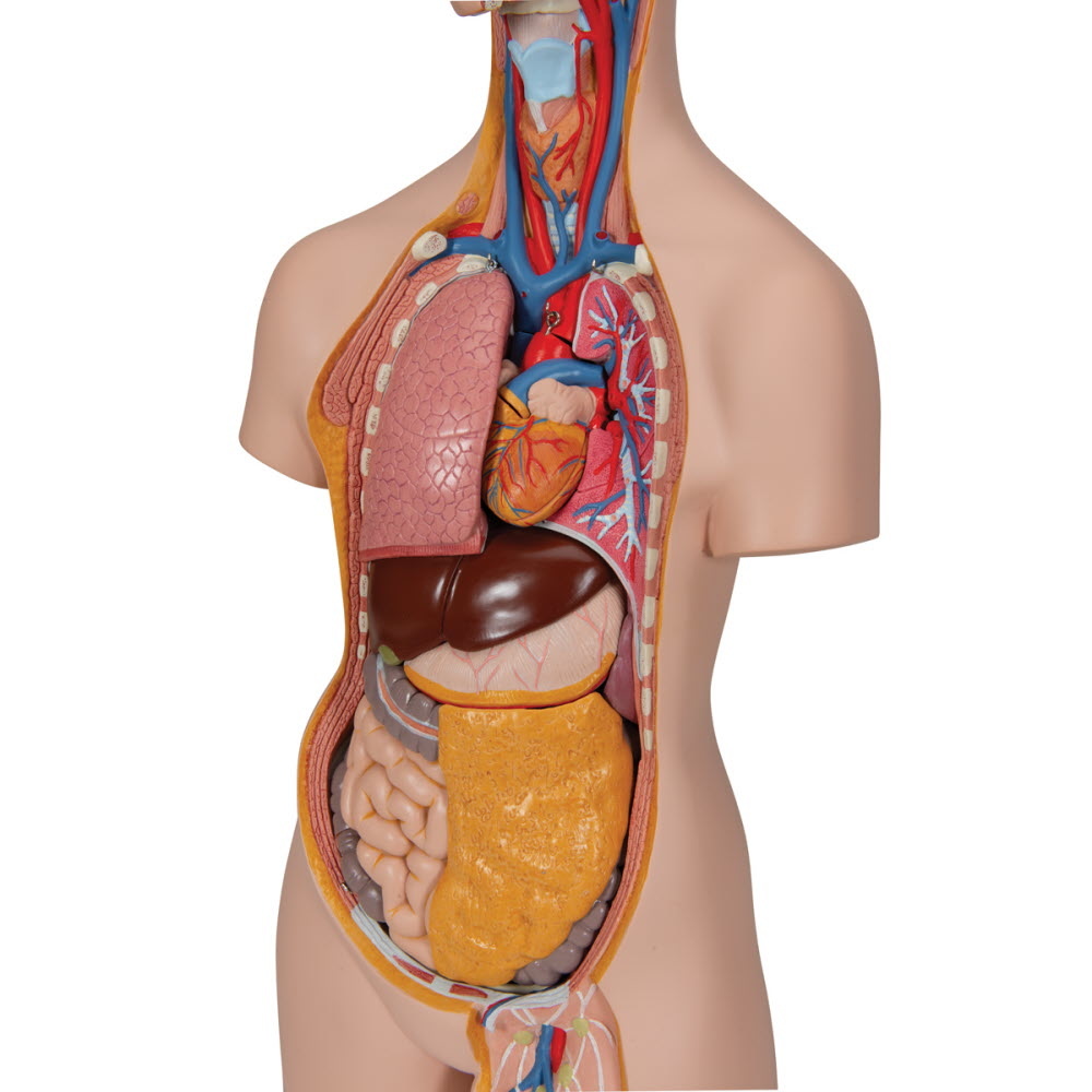 3B Scientific Torso Unisex deLuxe met hoofd 14 delig 87cm - 3B Scientific, foto 3 van 6