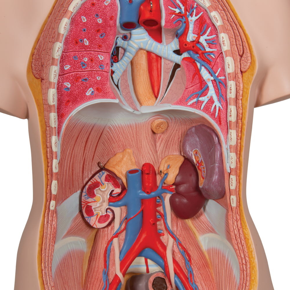 3B Scientific Torso Unisex deLuxe met hoofd 14 delig 87cm - 3B Scientific, foto 4 van 6