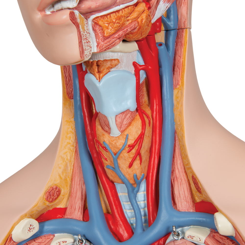 3B Scientific Torso Unisex deLuxe met hoofd 14 delig 87cm - 3B Scientific, foto 6 van 6