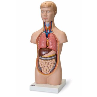 3B Scientific Torso Mini menselijk lichaam met hoofd 12 delig 54cm  - 3B Scientific