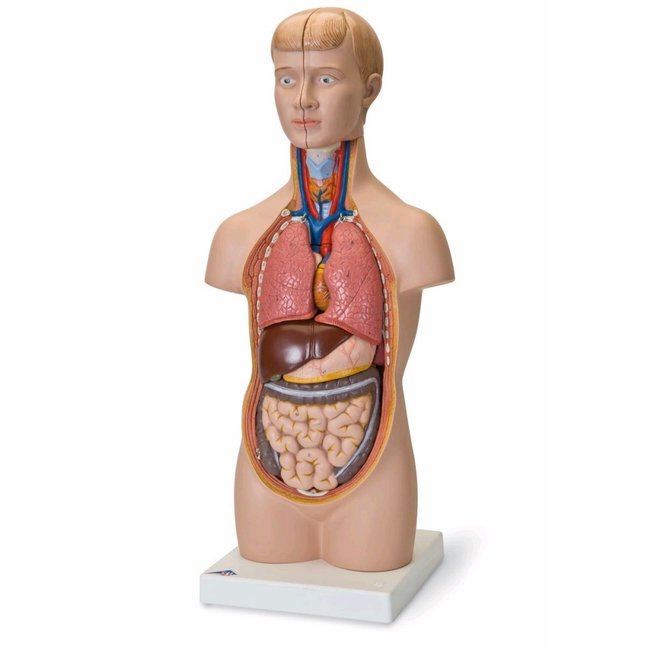 3B Scientific Torso Mini menselijk lichaam met hoofd 12 delig 54cm