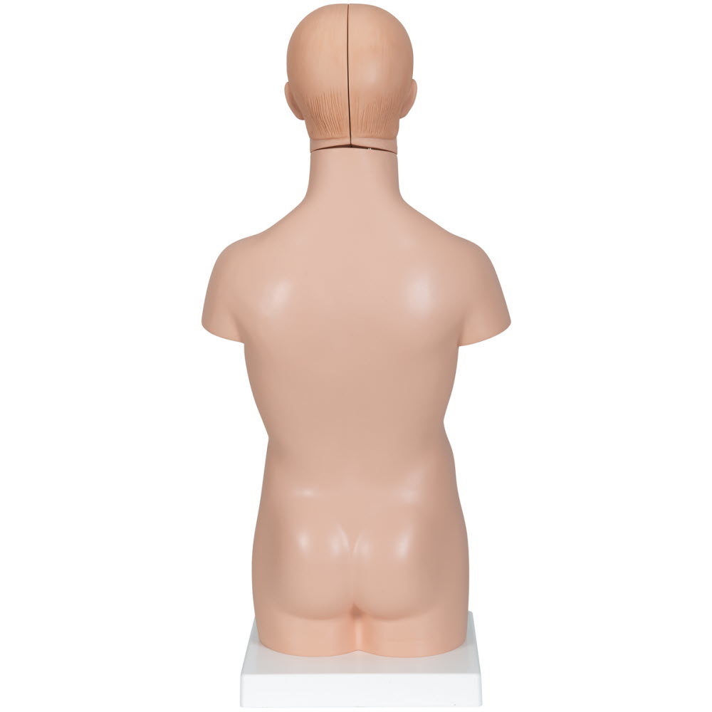3B Scientific Torso Mini menselijk lichaam met hoofd 12 delig 54cm, foto 2 van 6