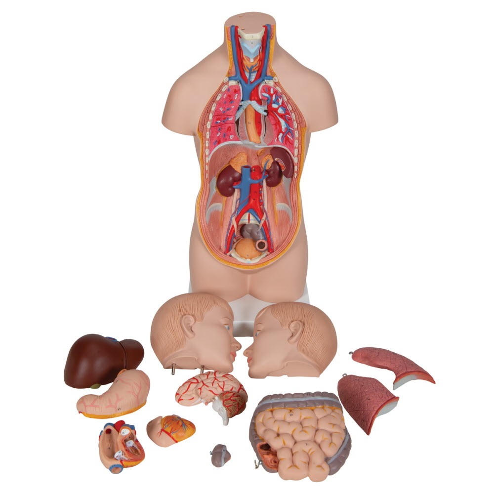3B Scientific Torso Mini menselijk lichaam met hoofd 12 delig 54cm, foto 3 van 6