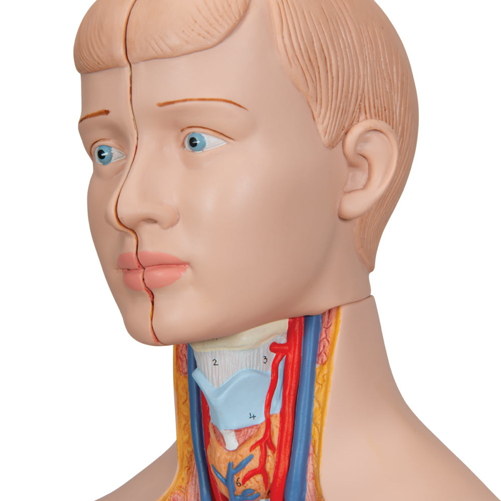 3B Scientific Torso Mini menselijk lichaam met hoofd 12 delig 54cm, foto 4 van 6