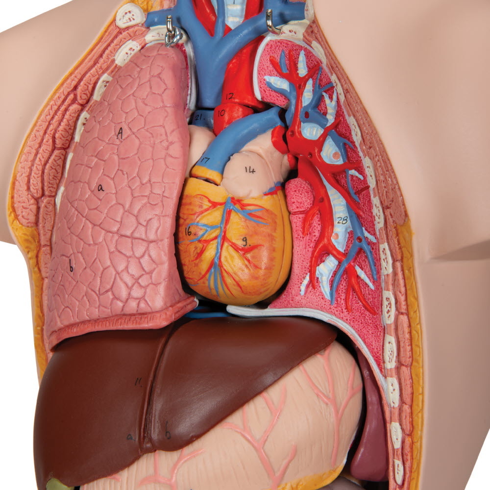 3B Scientific Torso Mini menselijk lichaam met hoofd 12 delig 54cm, foto 5 van 6