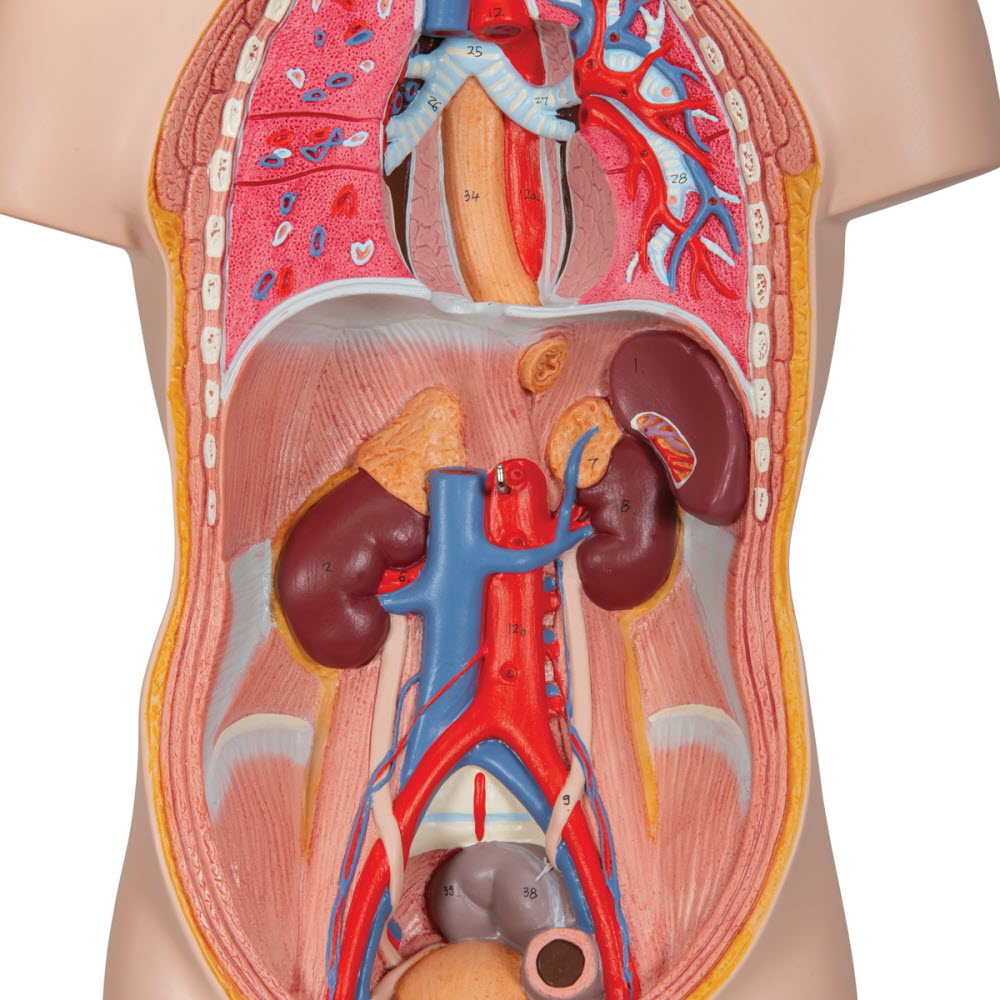 3B Scientific Torso Mini menselijk lichaam met hoofd 12 delig 54cm, foto 6 van 6