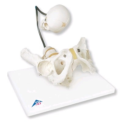 3B Scientific Demonstratiemodel van de geboorte