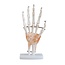 Anatomisch model van de Hand met ligamenten, ware grootte - Budget model
