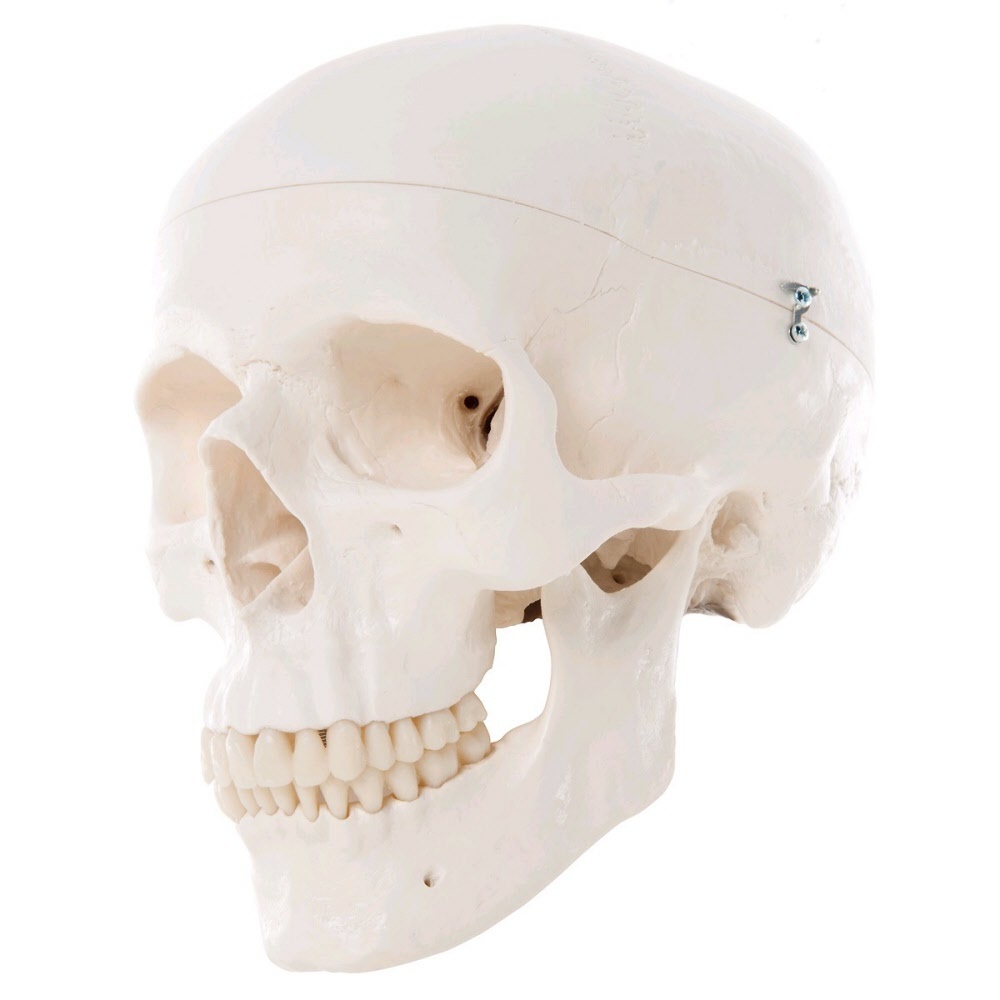 3B Scientific Schedel van kunststof - anatomie model, foto 2 van 6