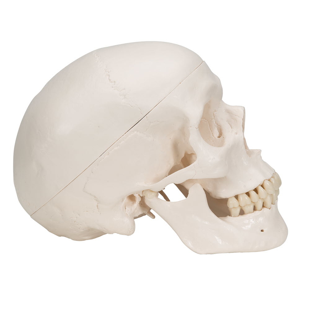 3B Scientific Schedel van kunststof - anatomie model, foto 3 van 6