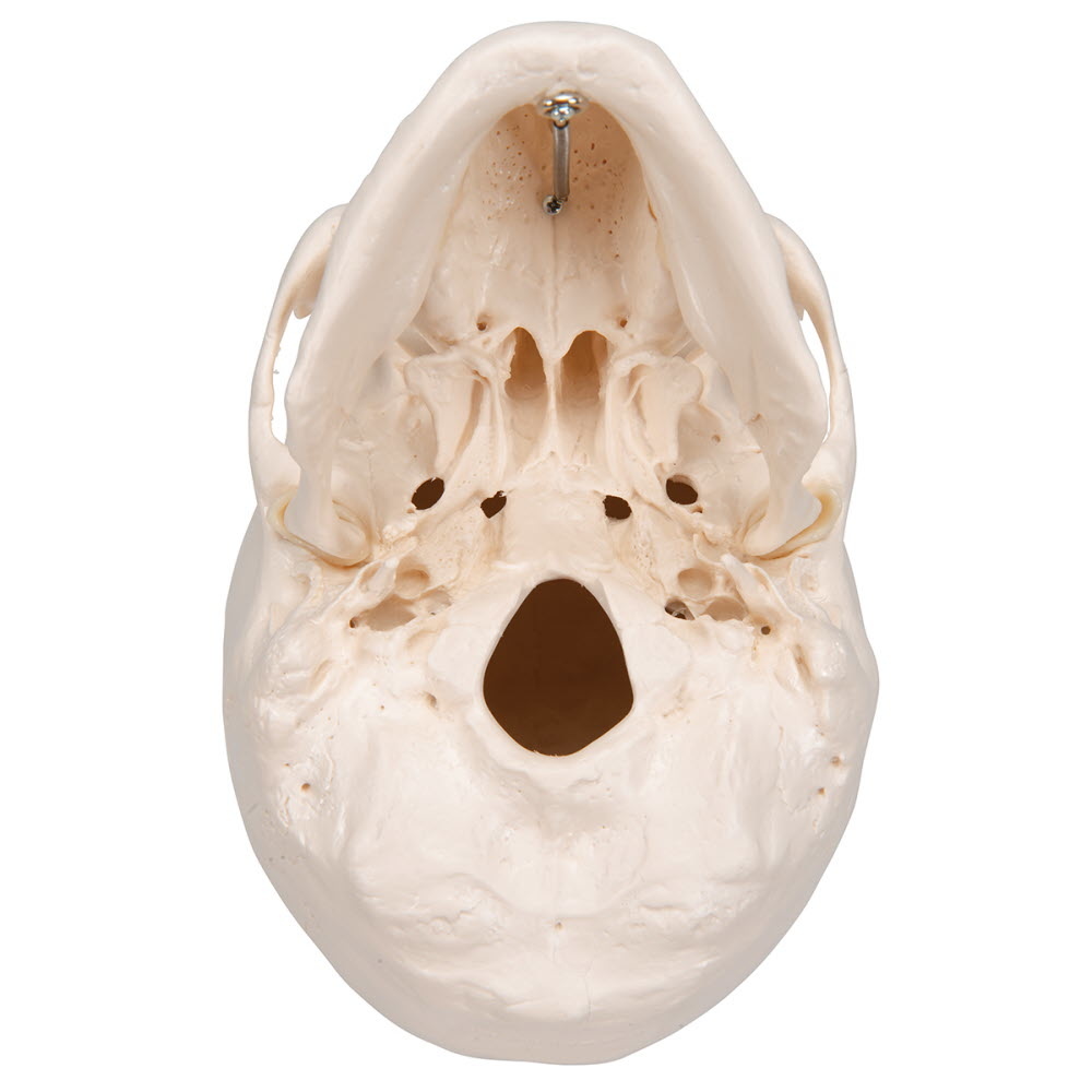 3B Scientific Schedel van kunststof - anatomie model, foto 5 van 6
