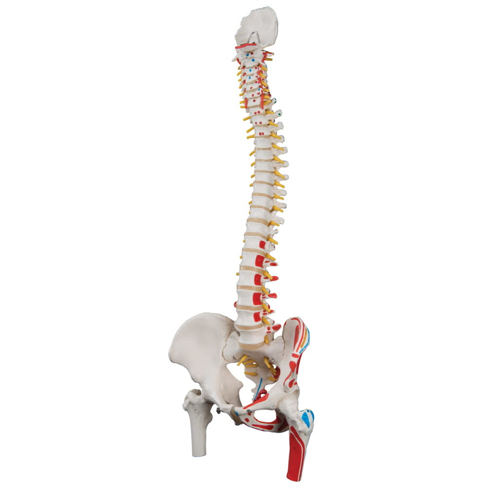 Anatomiemodel van de wervelkolom met bekken