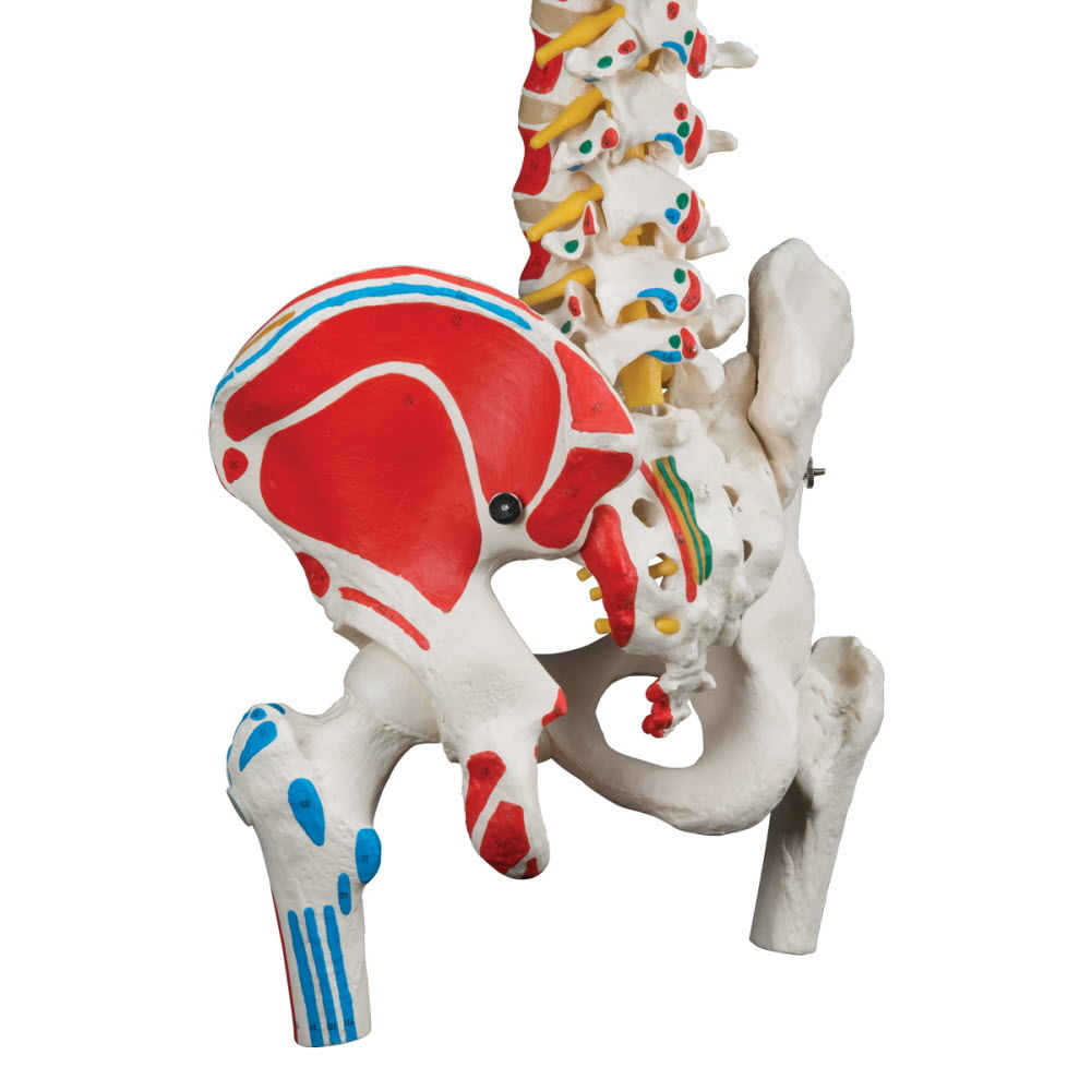 3B Scientific Wervelkolom met bekken, femur koppen en spieraanhechtingen - 3B Scientific, foto 3 van 4