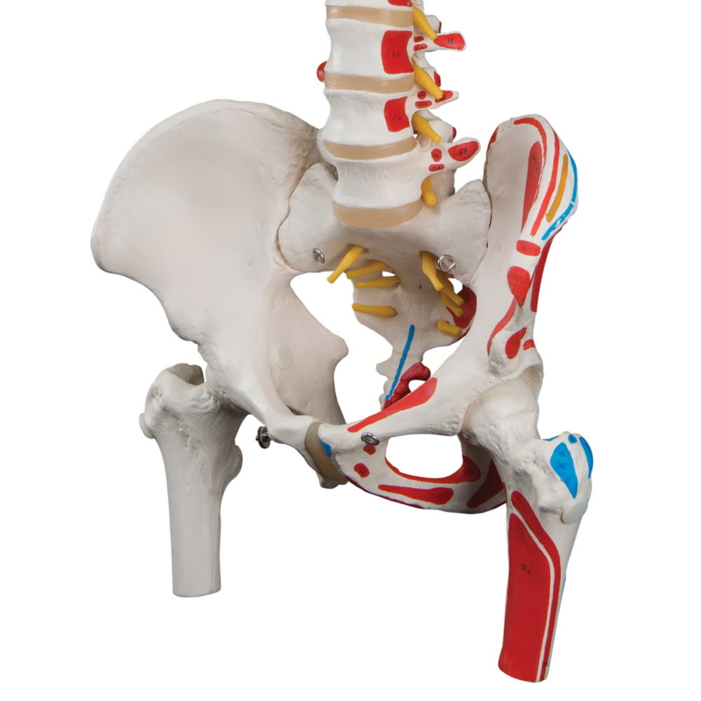 3B Scientific Wervelkolom met bekken, femur koppen en spieraanhechtingen - 3B Scientific, foto 4 van 4
