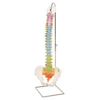 3B Scientific Wervelkolom classic, didactische uitvoering - 3B Scientific
