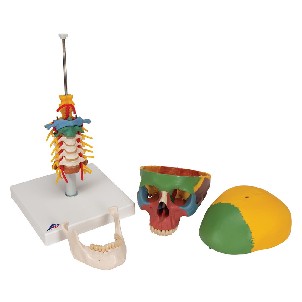 3B Scientific Didactische schedel van kunststof met halswervels, foto 4 van 6