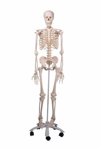 3B Scientific Anatomisch Skelet | 170 cm | Stan | Staand op verrijdbaar statief, foto 2 van 5