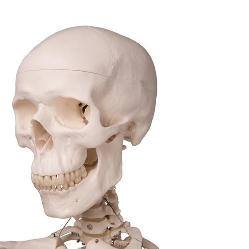 3B Scientific Anatomisch Skelet | 170 cm | Stan | Staand op verrijdbaar statief, foto 3 van 5
