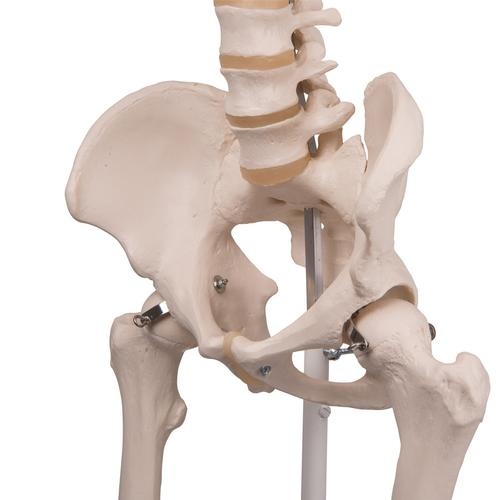 3B Scientific Anatomisch Skelet | 170 cm | Stan | Staand op verrijdbaar statief, foto 5 van 5