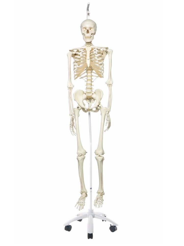 3B Scientific Anatomisch Skelet | 170 cm | Stan | Hangend op verrijdbaar statief, foto 2 van 5